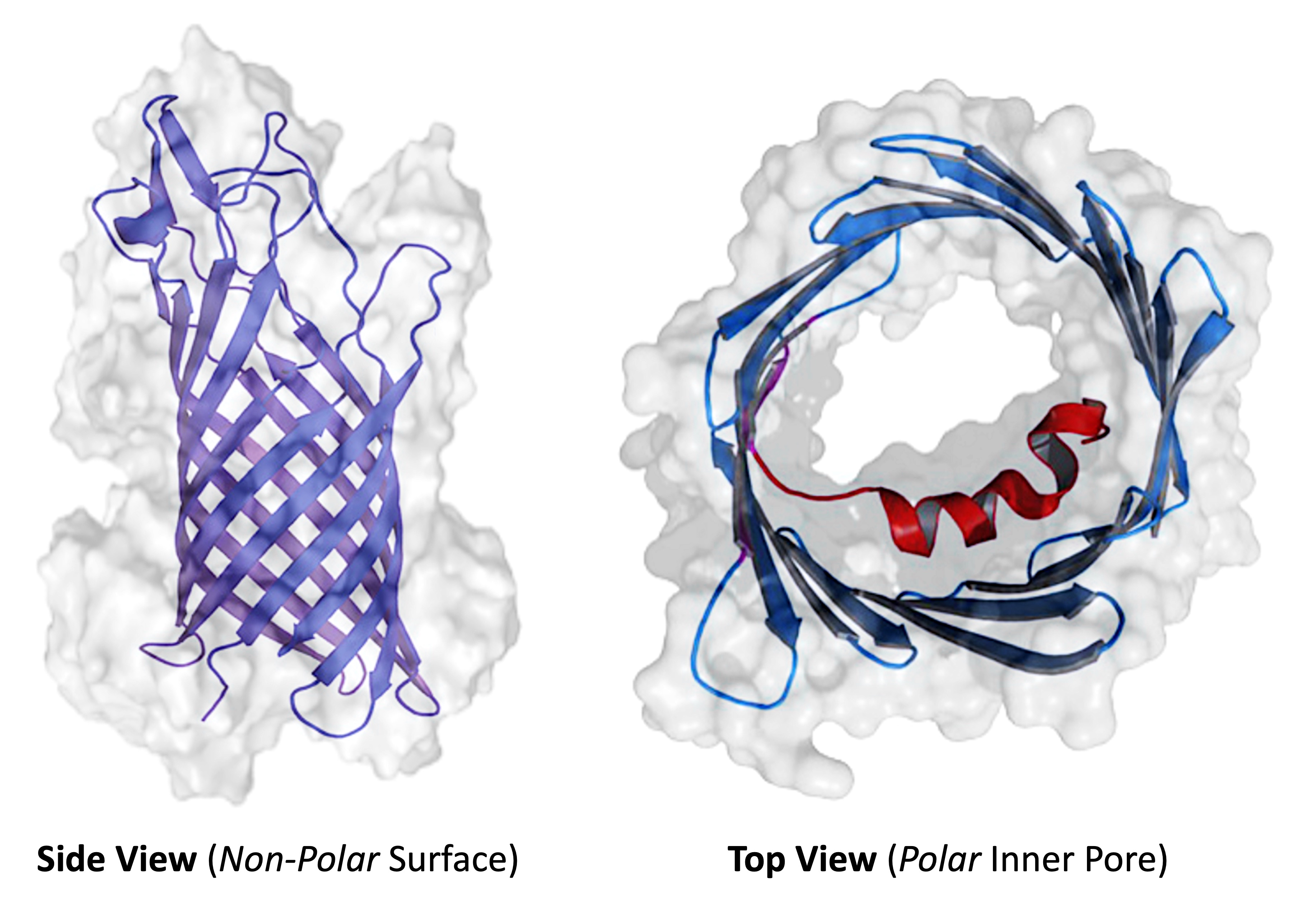 Types of proteins